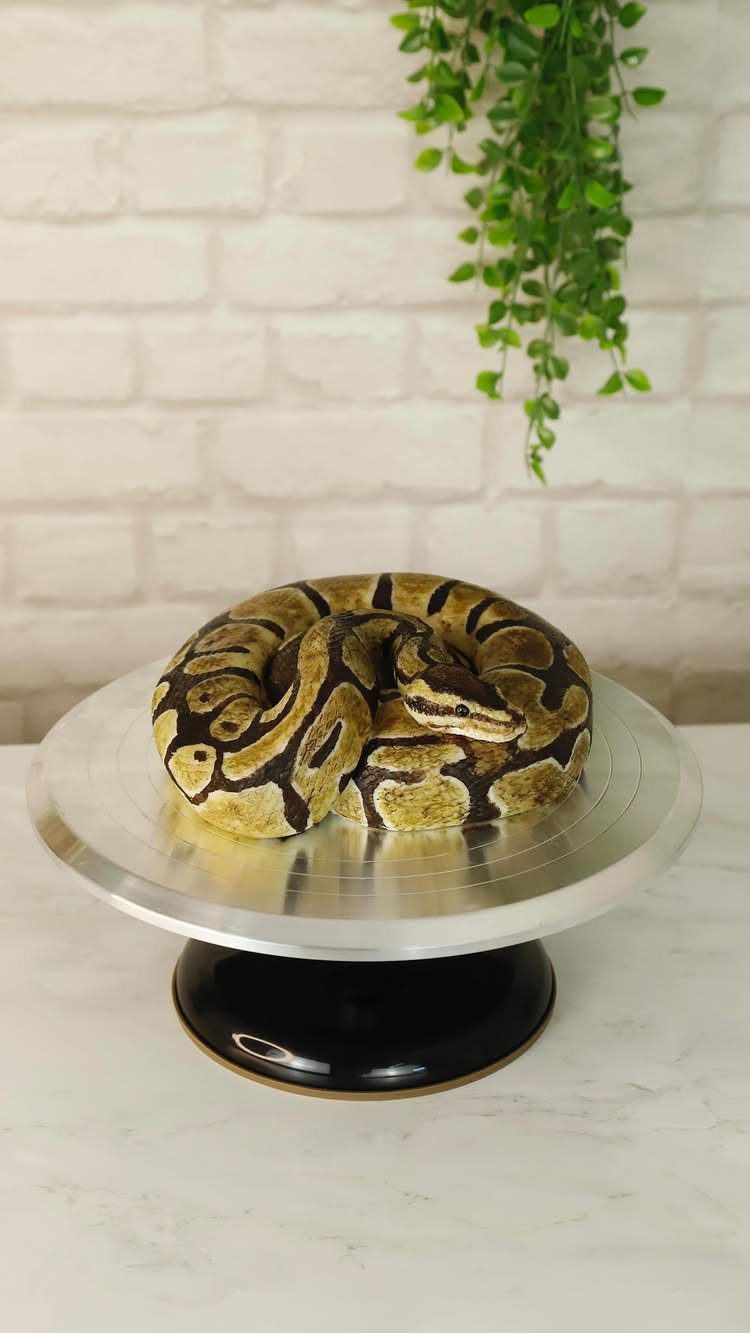 Animal Themed Birthday Cake: 9 Party Designs from Farm to Fantasy 7 Coiled python snake cake with yellow and brown patterns on a silver stand.
